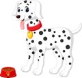 cute dalmation dog