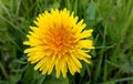 Cute dandelion flower close up Royalty Free Stock Photo