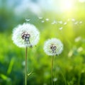 cute dandelion on green background