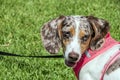 Spotted Dapple Dachshund Dog on Leash in Park