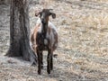 A cute dappled brown goat standing on hay on farm Royalty Free Stock Photo