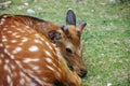 Cute Dappled deer laying down on grass