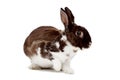 Cute dappled rabbit Royalty Free Stock Photo