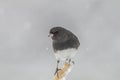 Cute Dark-eyed Junco on branch in snow Royalty Free Stock Photo