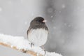 Cute Dark-eyed Junco on branch in snowstorm Royalty Free Stock Photo