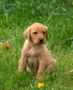 Small Labrador retriever puppy sitting in the garden. Royalty Free Stock Photo