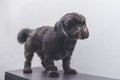 A cute dark gray shih tzu lying on a small table after grooming or checkup at a veterinary clinic