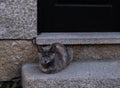 Cute dark grey / blue burmese cat laying on stone doorstep Royalty Free Stock Photo