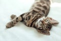Cute dark grey charcoal bengal kitten sleeping on a white blanket. Royalty Free Stock Photo