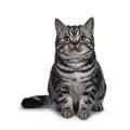 Cute dark tabby British Shorthair cat kitten, Isolated on white background.