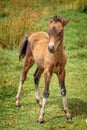 Cute Dartmoor Pony foal standing Royalty Free Stock Photo