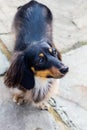 Cute Daschund Royalty Free Stock Photo