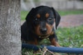 Puppy eating grass cute got cached Royalty Free Stock Photo