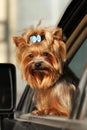 Cute decorative dog Yorkshire Terrier looks out the window of th