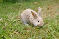 Cute decorative fluffy rabbit. Bunny on green grass background. Easter bunny. Home decorative rabbit outdoors. Cute