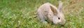 Cute decorative fluffy rabbit. Bunny on green grass background. Easter bunny. Home decorative rabbit outdoors. Cute
