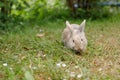 Cute decorative fluffy rabbit. Bunny on green grass background. Easter bunny. Home decorative rabbit outdoors. Cute