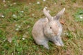 Cute decorative fluffy rabbit. Bunny on green grass background. Easter bunny. Home decorative rabbit outdoors. Cute