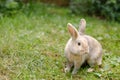 Cute decorative fluffy rabbit. Bunny on green grass background. Easter bunny. Home decorative rabbit outdoors. Cute