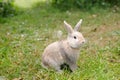 Cute decorative fluffy rabbit. Bunny on green grass background. Easter bunny. Home decorative rabbit outdoors. Cute