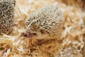 Cute decorative hedgehog, wood sawdust Royalty Free Stock Photo