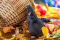 Cute decorative rats are the symbol of 2020. Harvest pumpkins, apples and homemade pet rat