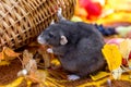 Cute decorative rats are the symbol of 2020. Harvest pumpkins, apples and homemade pet rat