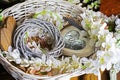 cute decorative white wicker basket with white flowers .Festive mood top view