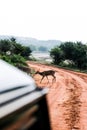 A cute deer crossing a muddy road in Udawalawe National Park, Sri Lanka. Closeup view on a wildlife from a safari jeep Royalty Free Stock Photo