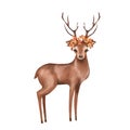 Cute deer. Forest animal. Autumn nature illustration