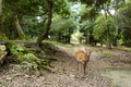 Cute Deer in japanese temple Royalty Free Stock Photo