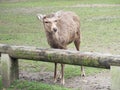 Cute deer in Nara Park