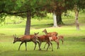 Cute deer in Nara Park