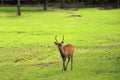 Cute deer in Nara Park