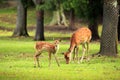 Cute deer in Nara Park