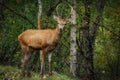 Cute Deer in the Parco Nazionale D`Abruzzo