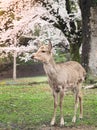 Cute deer with sakura tree in Nara Park