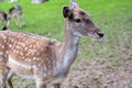 Roe deer doe, closeup looking for food in game park Wildpark, Dusseldorf, Germany. Fawn, brown fur, white spots, deer on meadow Royalty Free Stock Photo