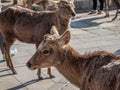 Deer walking around Nara Park infront of Nandaimon gate to Todaiji, Nara, Japan