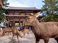 Deer walking around Nara Park infront of Nandaimon gate to Todaiji, Nara, Japan