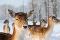 Cute deer in winter