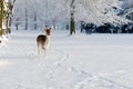 Cute deer in winter