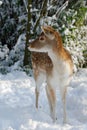 Cute deer in winter