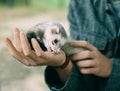 Cute and defenseless ferret tries to escape from the hands of a person, a wild animal shows aggression and anger, social