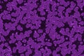 Cute design purple many bio micro organisms digital drawn background illustration