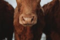 Cute detail of the brown cow`s wet nose with drops of water from melting snow during the freezing winter morning