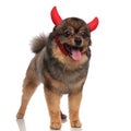 Cute devil pomeranian standing and looking to side