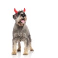 Cute devil schnauzer with horns looks up to side