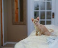 Cute Devon Rex kitten standing on a bed, looking directly at the camera in a calm, curious manner