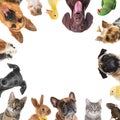 Cute different animals on white background, collage Royalty Free Stock Photo